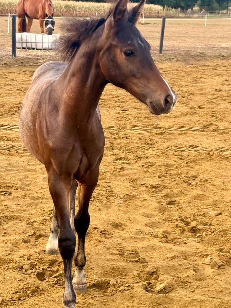 Welsh dressuurpony Hengst Donkerbruin te koop - Foto 3