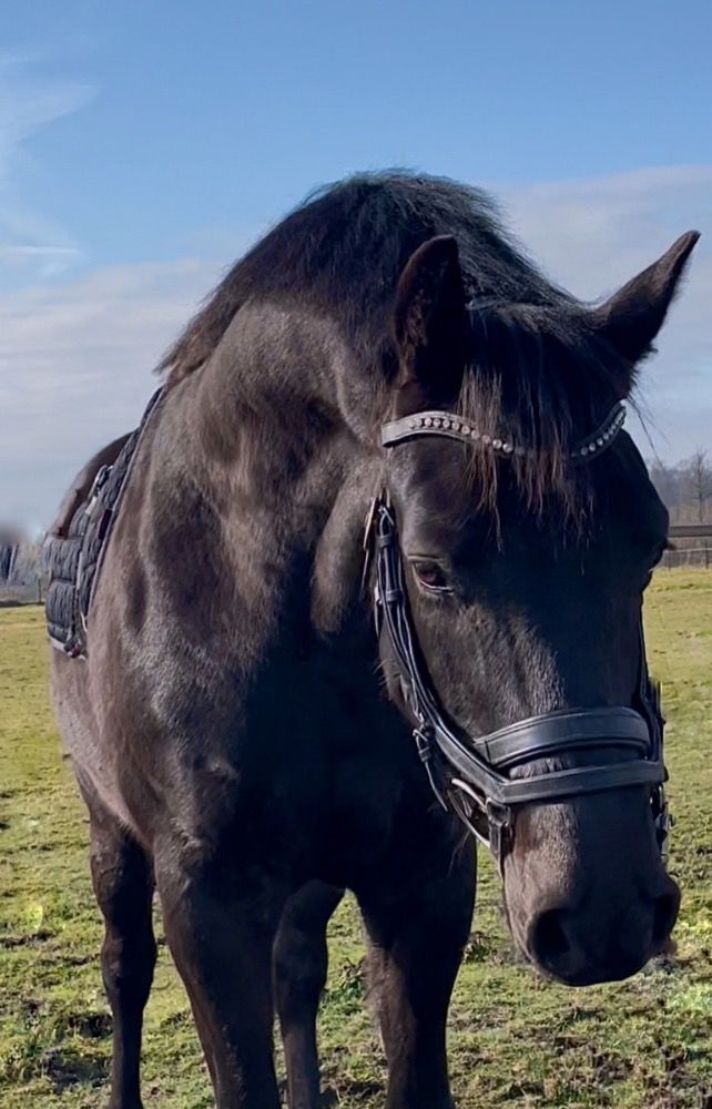 KWPN dressuurpaard Ruin 5 jaar Zwart te koop - Foto 2