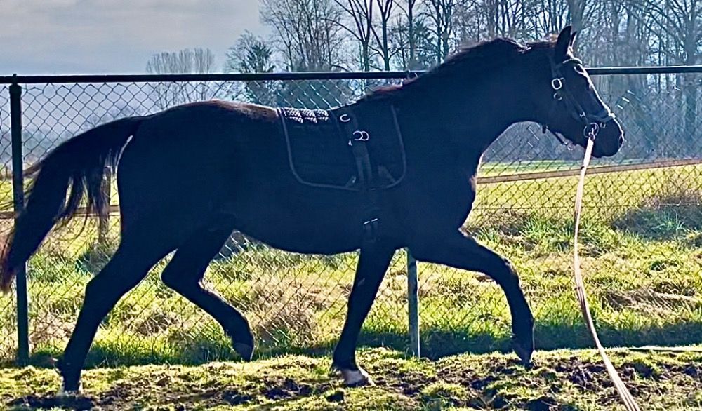 KWPN dressuurpaard Ruin 5 jaar Zwart te koop - Foto 3