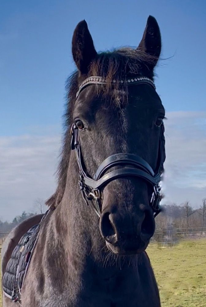KWPN dressuurpaard Ruin 5 jaar Zwart te koop - Foto 4
