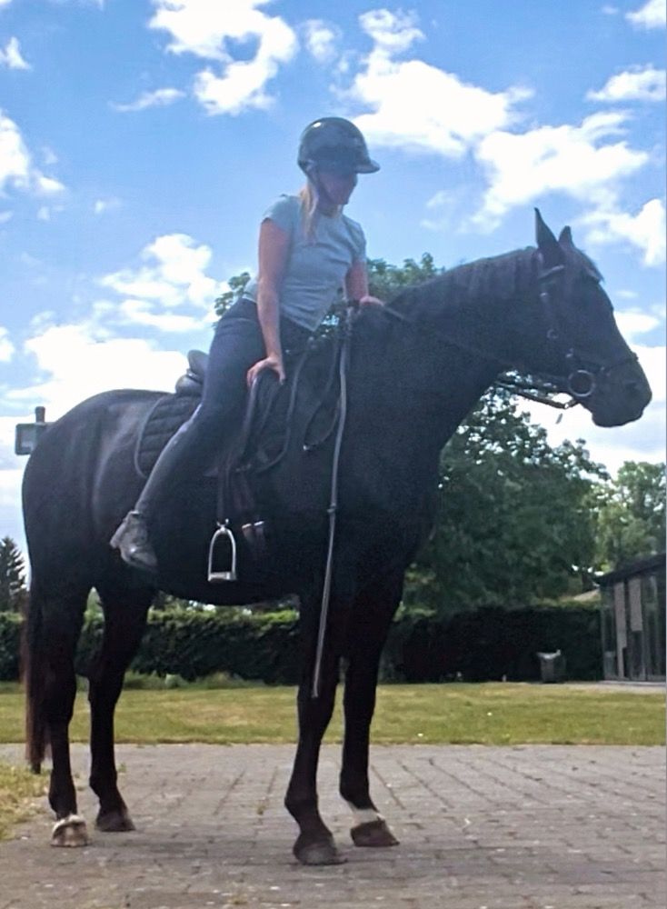 KWPN dressuurpaard Ruin 5 jaar Zwart te koop - Foto 6