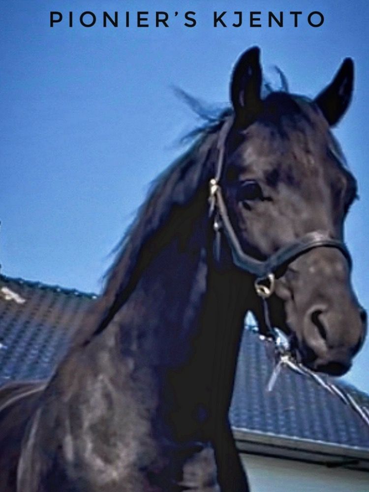 KWPN dressuurpaard Ruin 5 jaar Zwart te koop - Foto 5