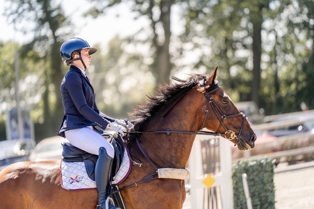 Iers sportpaard allrounder Ruin 7 jaar Donkerbruin te koop - Foto 2