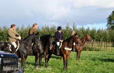 Iers sportpaard allrounder Ruin 7 jaar Donkerbruin te koop - Foto 6