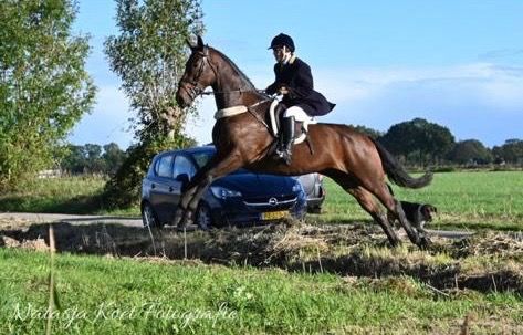 Iers sportpaard allrounder Ruin 7 jaar Donkerbruin te koop - Foto 4