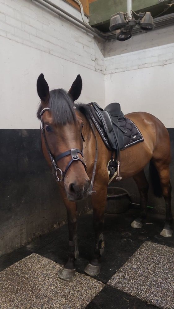 Iers sportpaard allrounder Ruin 7 jaar Donkerbruin te koop - Foto 3