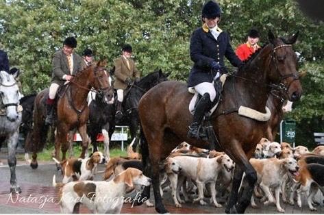 Iers sportpaard allrounder Ruin 7 jaar Donkerbruin te koop - Foto 5