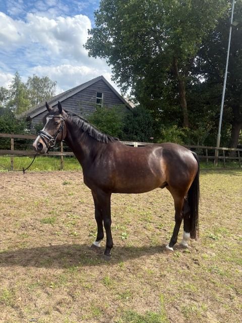 Welsh dressuurpony Ruin 9 år Donkerbruin til salg - Foto 3