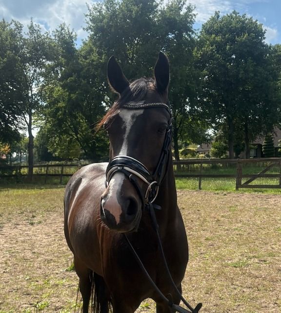 Welsh dressuurpony Ruin 9 år Donkerbruin til salg - Foto 2