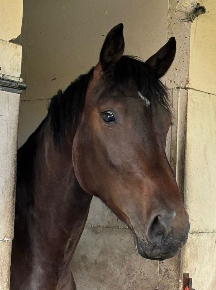 Ander stamboek paard Ruin 2 jaar Donkerbruin te koop - Hoofdfoto