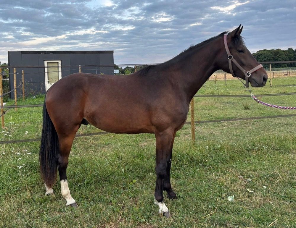 Ander stamboek paard Ruin 2 jaar Donkerbruin te koop - Foto 2