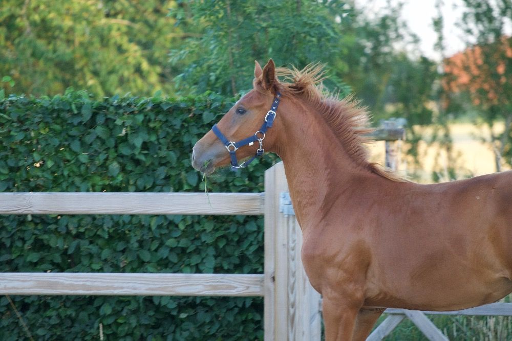 BWP dressuurpaard Merrie 1 jaar Vos te koop - Foto 5