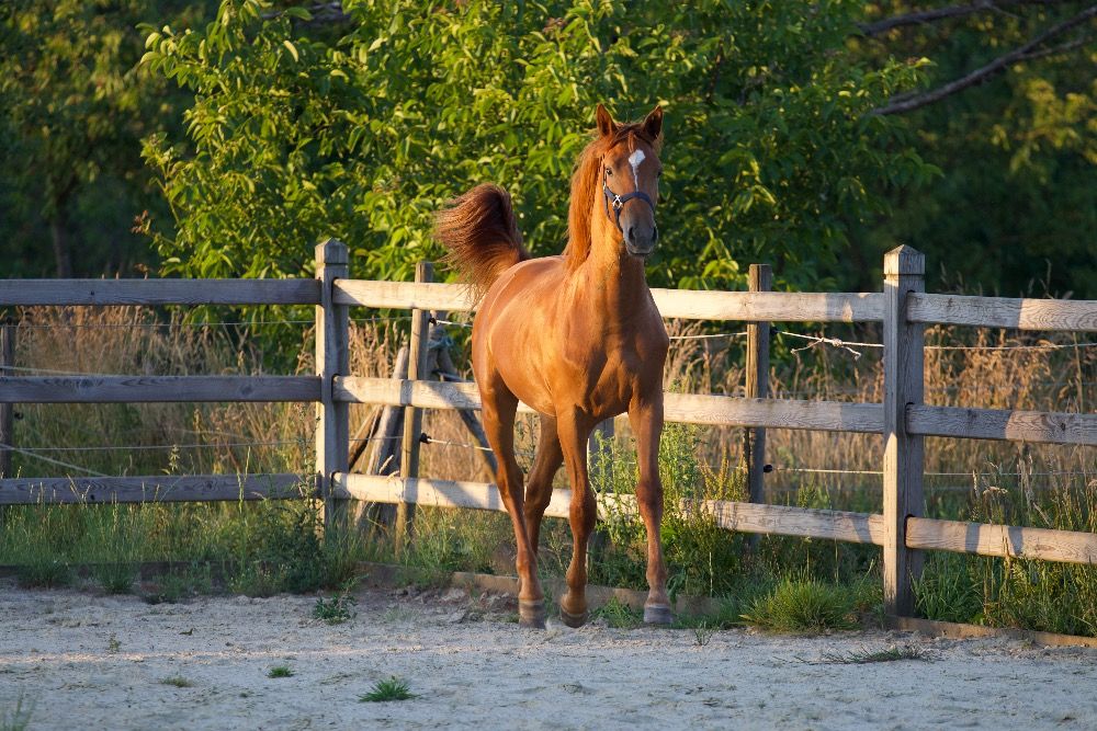 BWP dressuurpaard Merrie 1 jaar Vos te koop - Foto 6