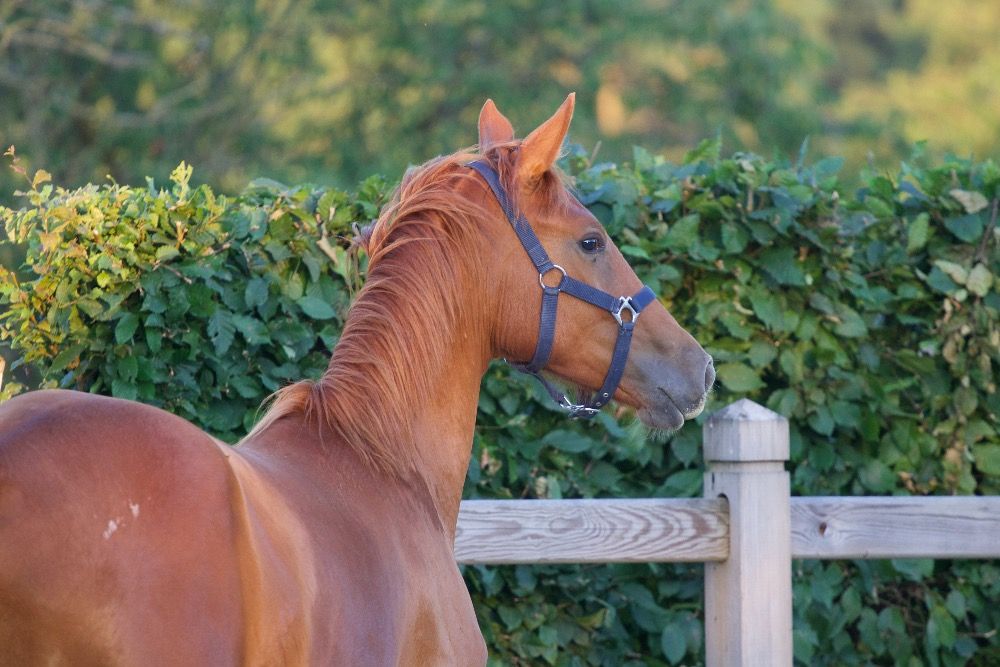BWP dressuurpaard Merrie 1 jaar Vos te koop - Foto 4