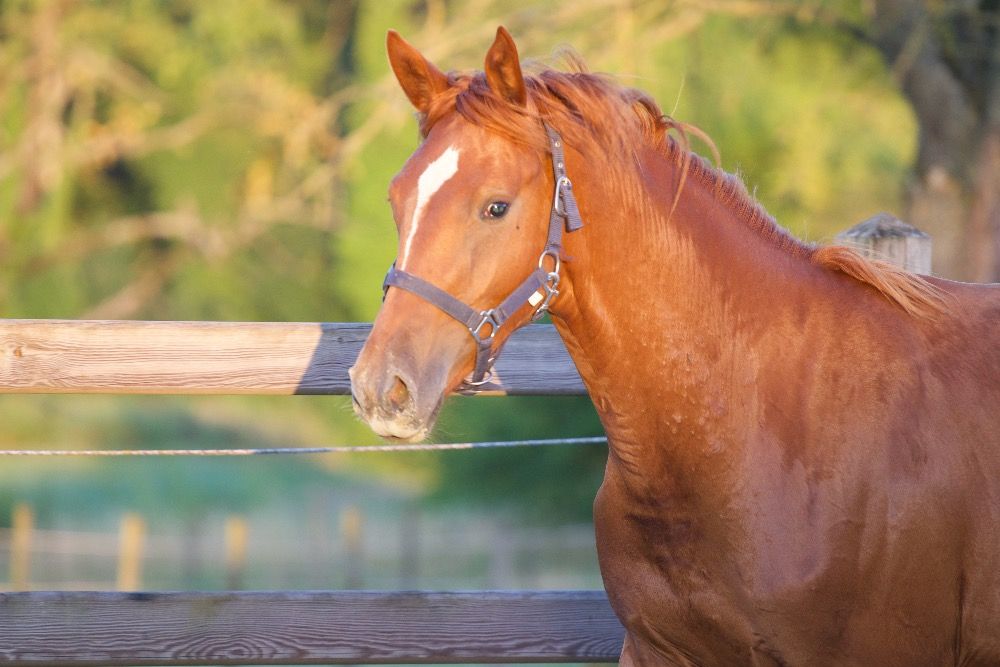 BWP dressuurpaard Merrie 1 jaar Vos te koop - Foto 2
