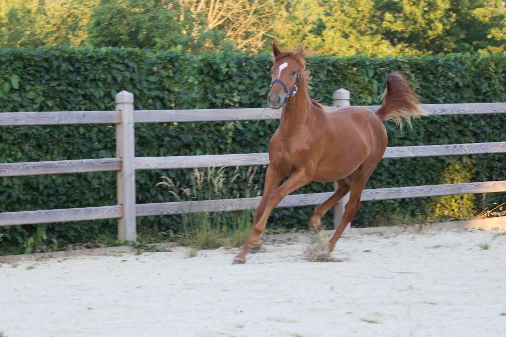 BWP dressuurpaard Merrie 1 jaar Vos te koop - Hoofdfoto