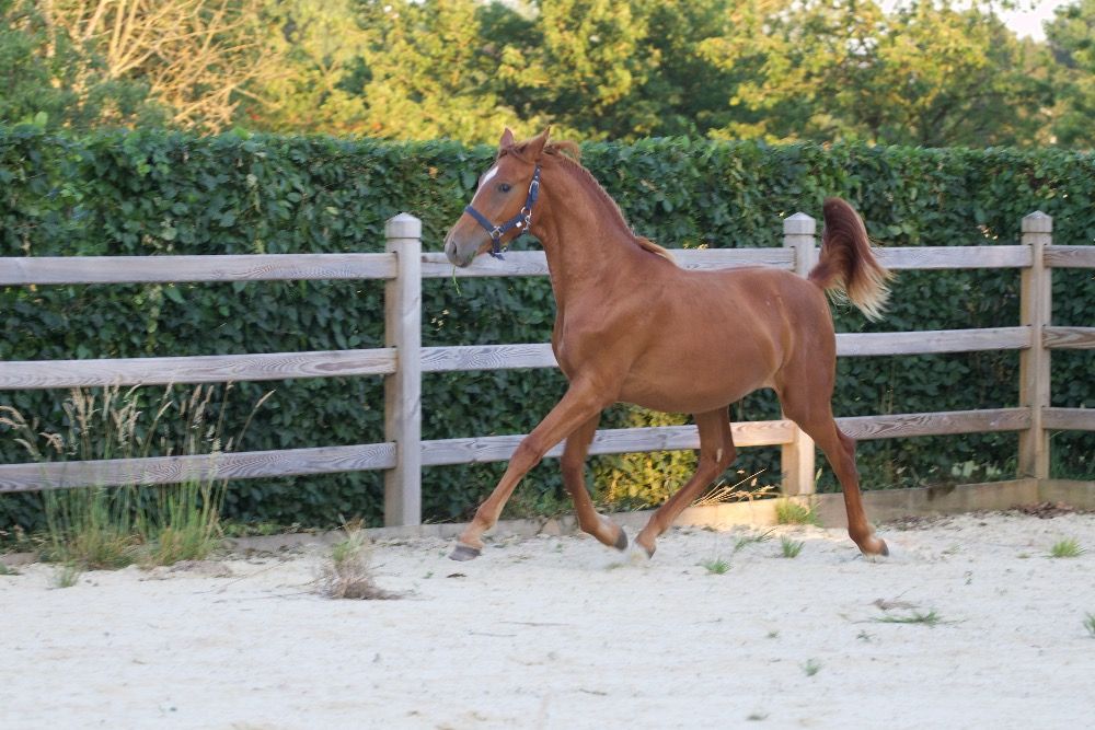 BWP dressuurpaard Merrie 1 jaar Vos te koop - Foto 3