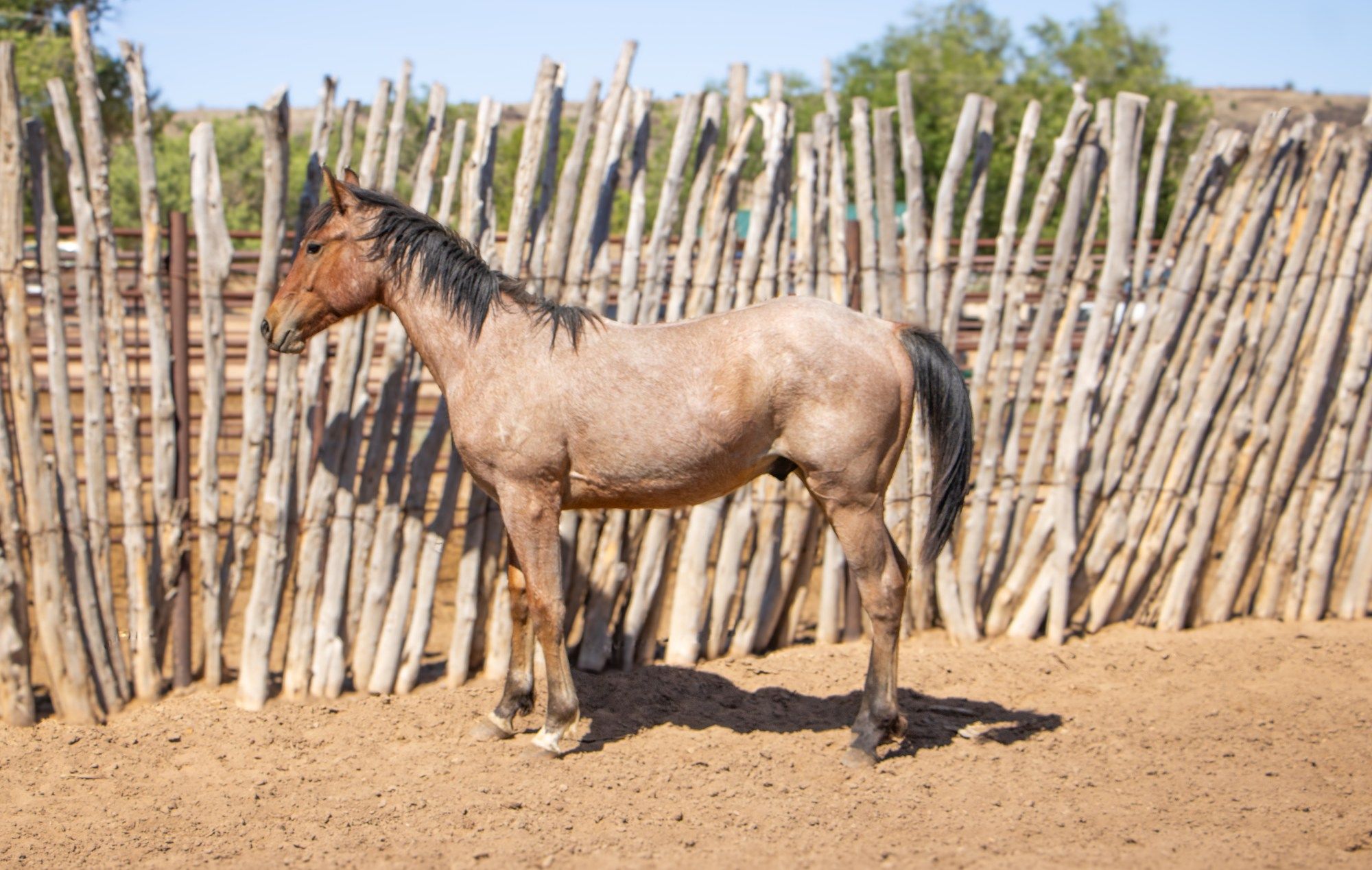 quarter-horse western-paard hengst 1 Jahre alt zu verkaufen - Hauptfoto