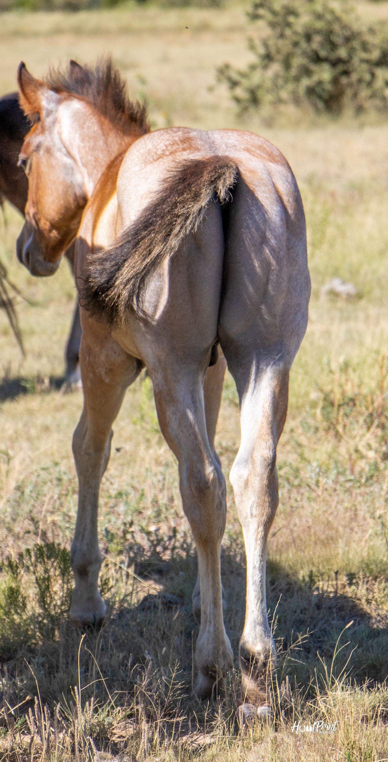 quarter-horse western-paard hengst 1 Jahre alt zu verkaufen - Foto 2