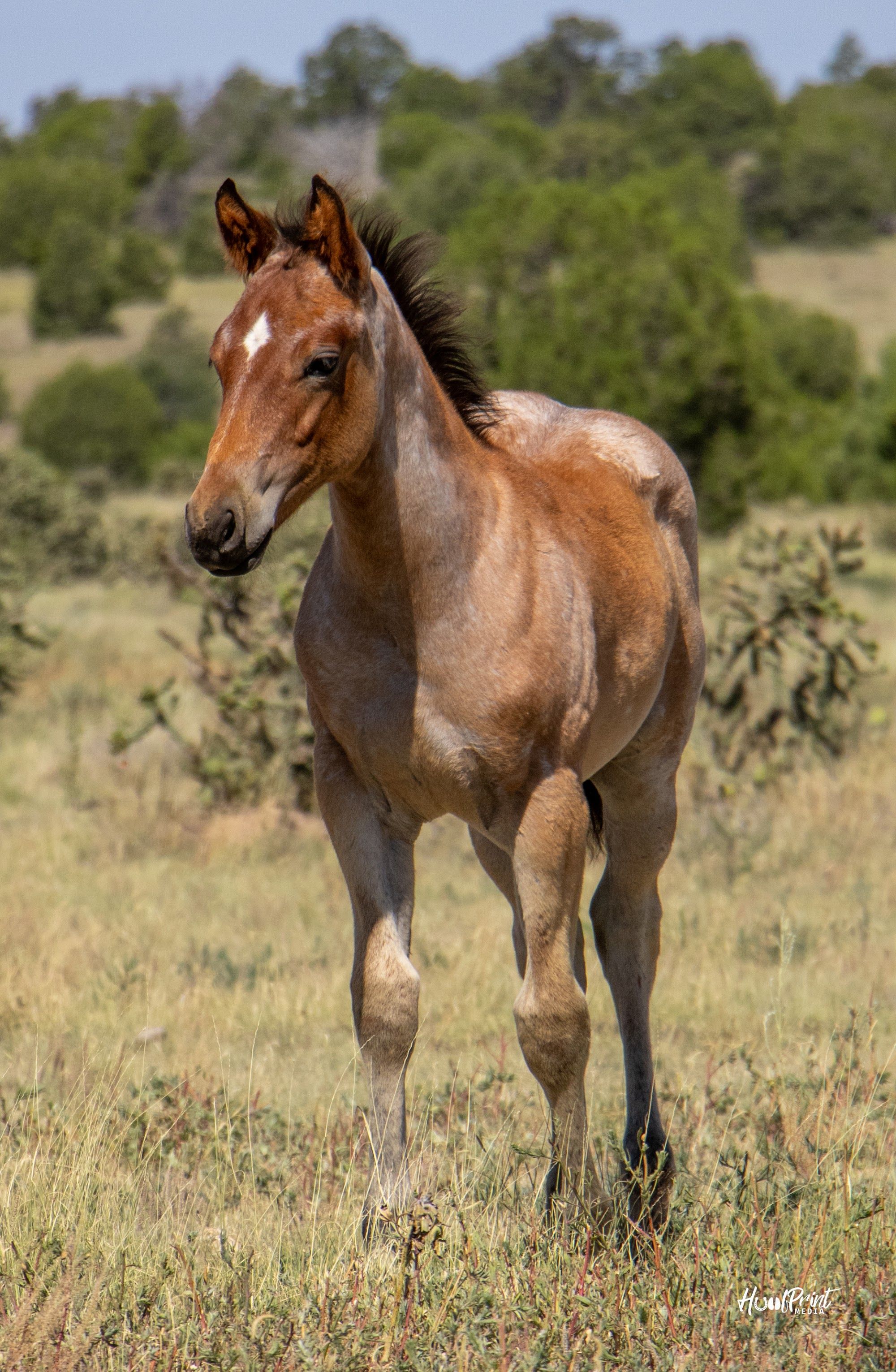 quarter-horse western-paard hengst 1 Jahre alt zu verkaufen - Foto 3