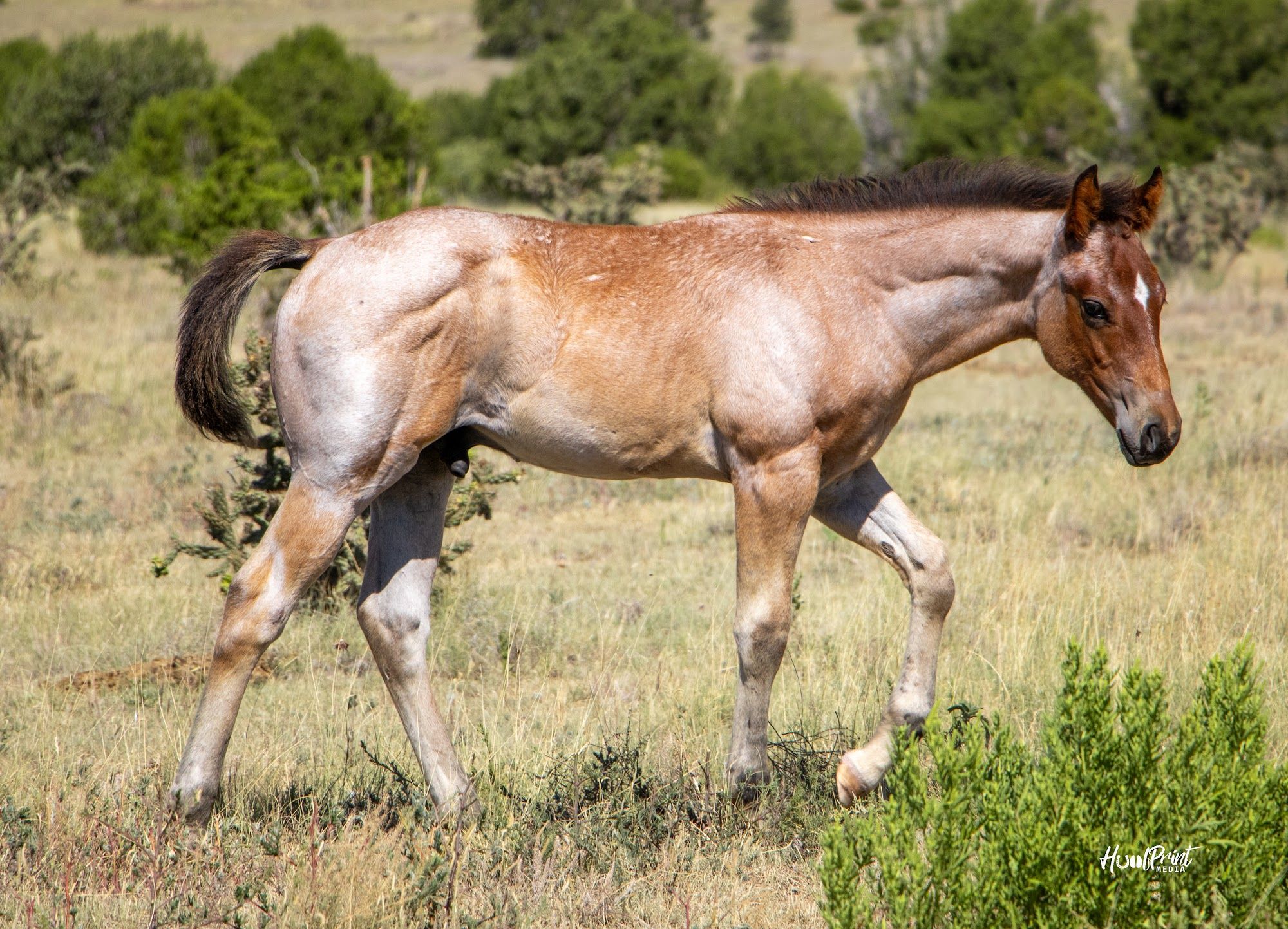 quarter-horse western-paard hengst 1 Jahre alt zu verkaufen - Foto 4