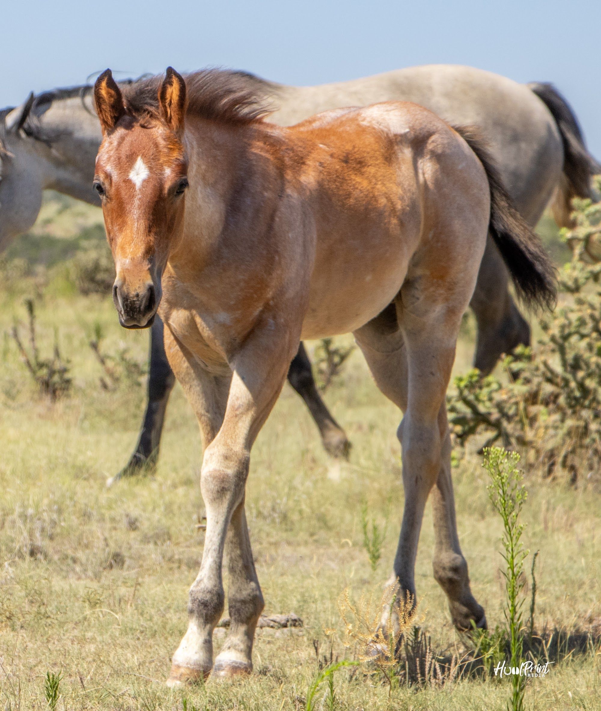 quarter-horse western-paard hengst 1 Jahre alt zu verkaufen - Foto 5