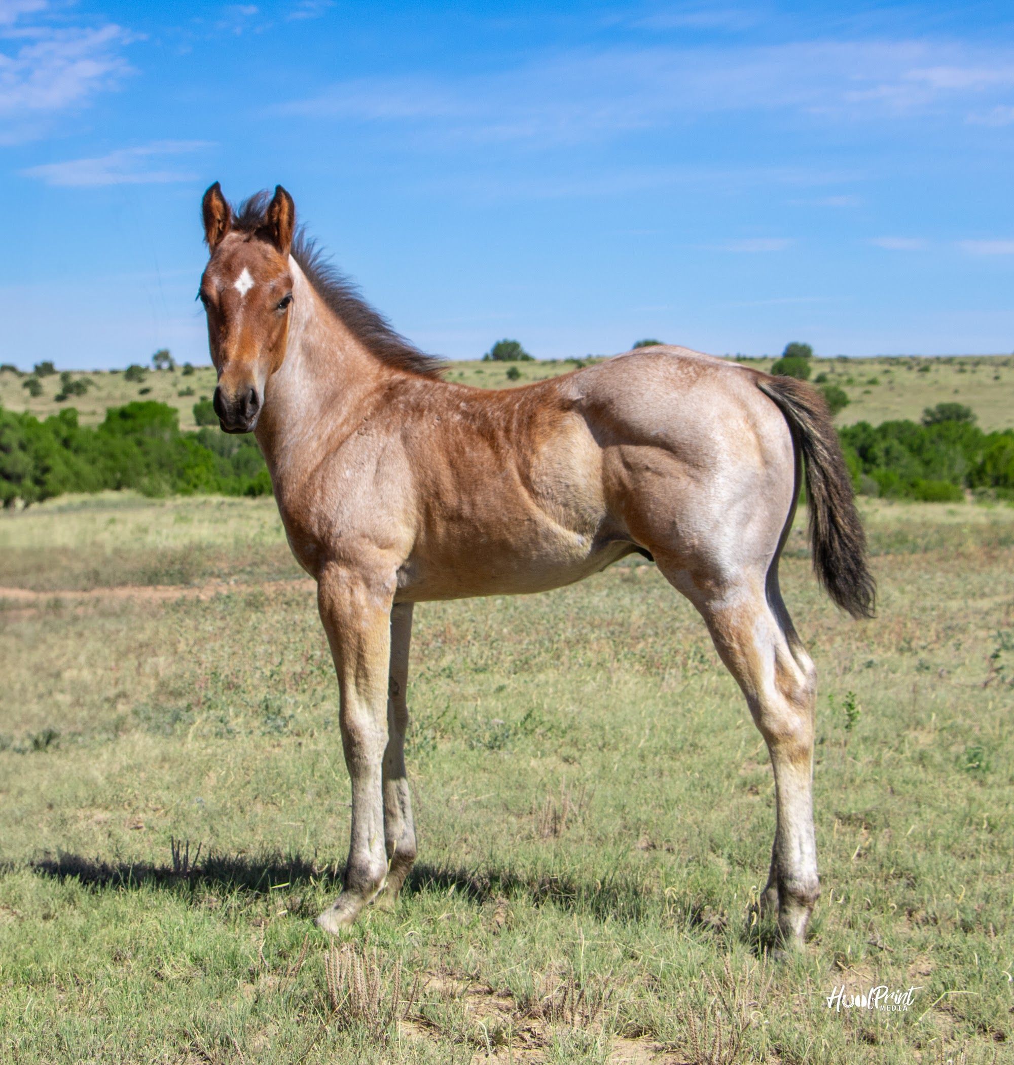 quarter-horse western-paard hengst 1 Jahre alt zu verkaufen - Foto 6