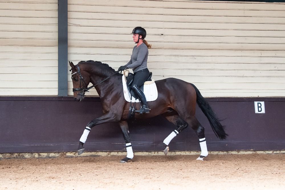 KWPN dressuurpaard Hengst 6 years old Bruin for sale - Photo 3