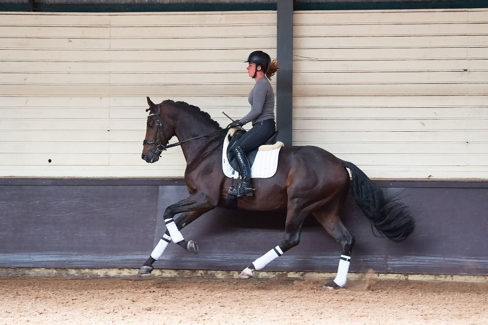 KWPN dressuurpaard Hengst 6 years old Bruin for sale - Photo 2