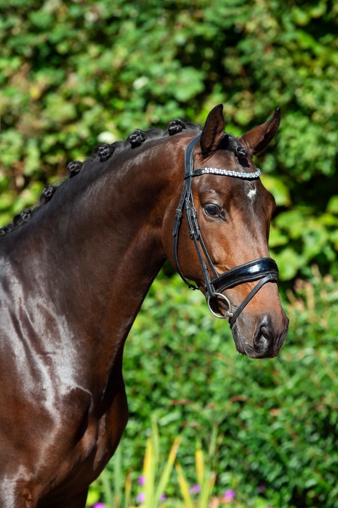 Talented and extremely well-behaved Furstenball stallion (2020)