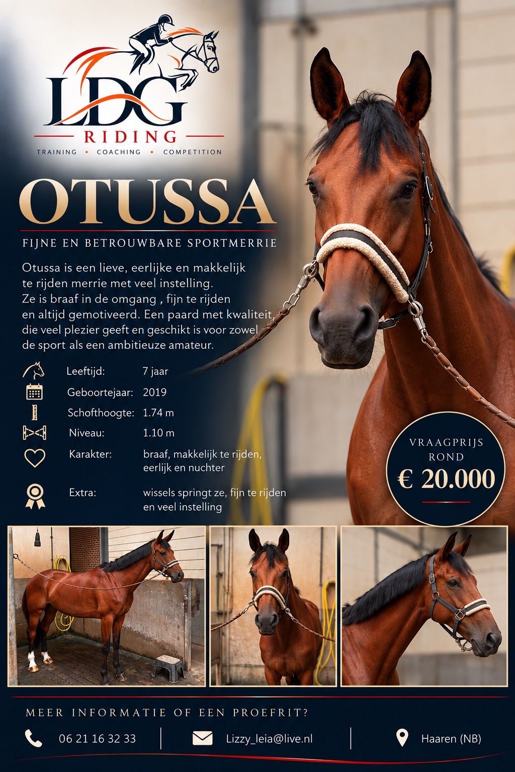 Otussa，全能马，母马，7岁