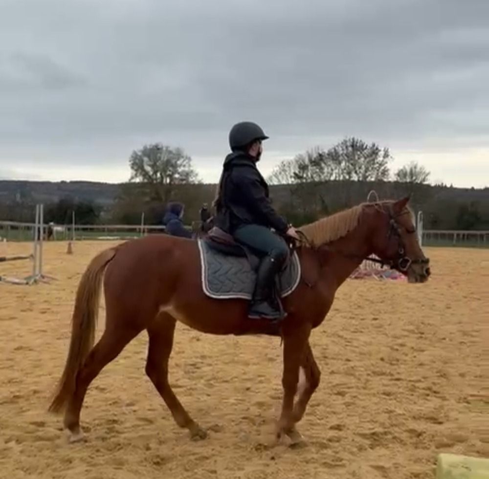 Welsh dressuurpony Merrie 4 Jahre alt Bruin zu verkaufen - Foto 5