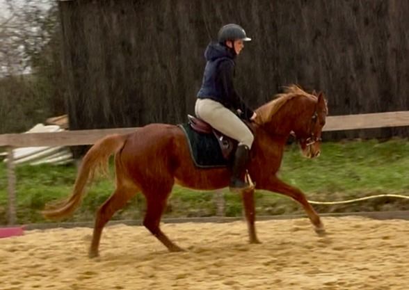 Welsh dressuurpony Merrie 4 Jahre alt Bruin zu verkaufen - Foto 2