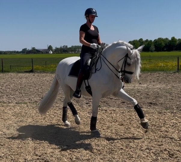Dressuur talent PRE