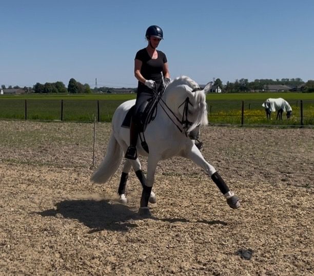 PRE dressuurpaard Ruin 7 jaar Schimmel te koop - Foto 2