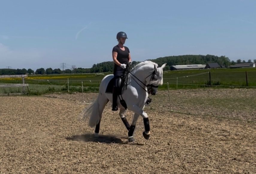 PRE dressuurpaard Ruin 7 jaar Schimmel te koop - Foto 6