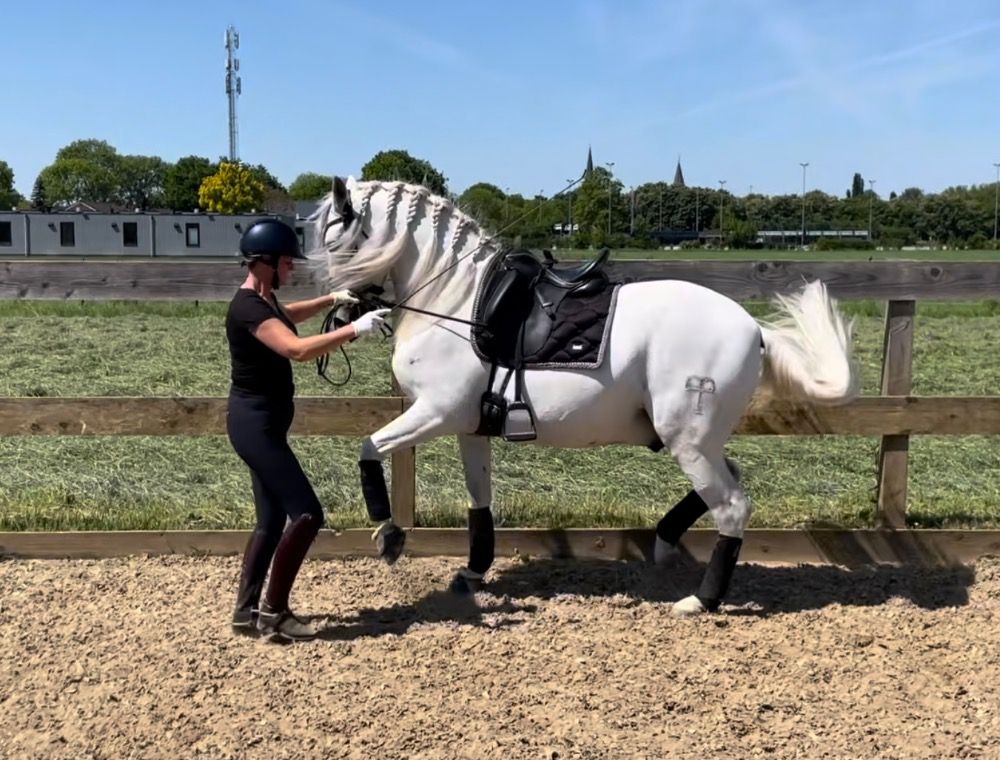 PRE dressuurpaard Ruin 7 jaar Schimmel te koop - Foto 3