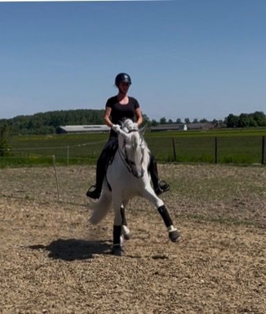 PRE dressuurpaard Ruin 7 jaar Schimmel te koop - Foto 4