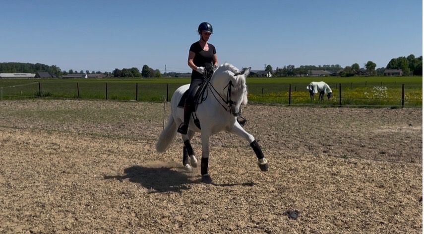 PRE dressuurpaard Ruin 8 år Schimmel til salgs - Foto 6