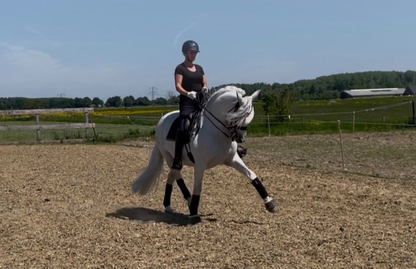 PRE dressuurpaard Ruin 7 jaar Schimmel te koop - Foto 5