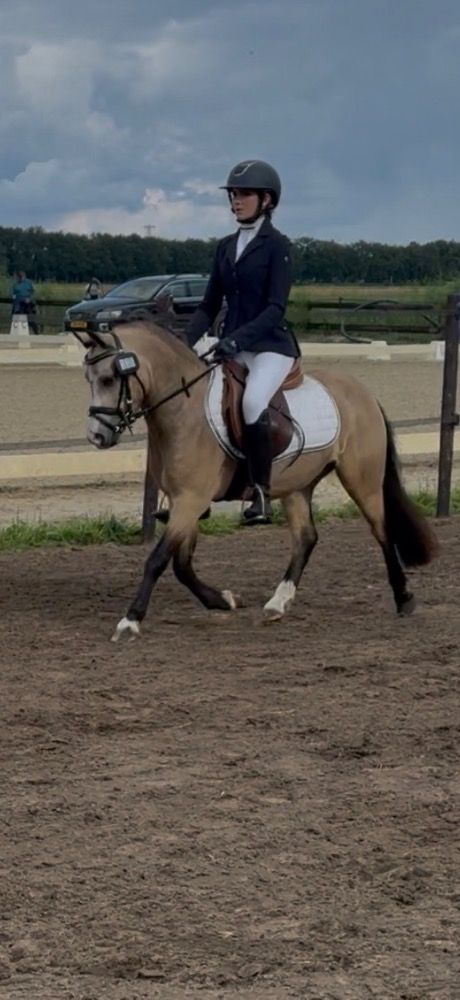 Welsh allround-pony Ruin 5 years old Andere for sale - Photo 2