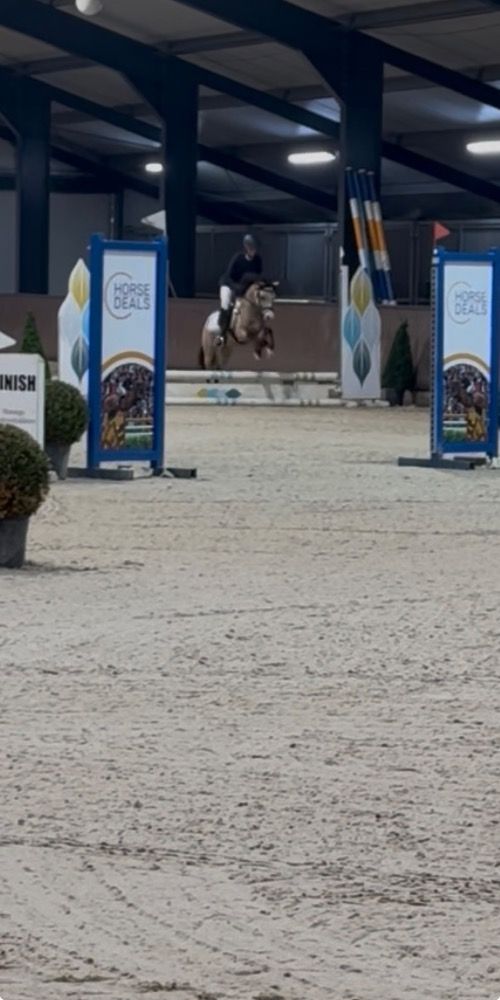 Welsh allround-pony Ruin 5 years old Andere for sale - Photo 5