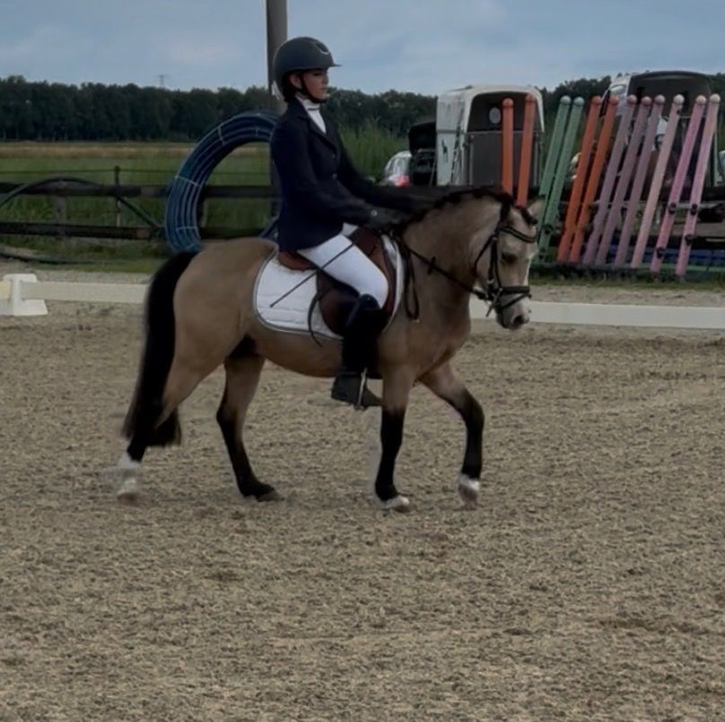 Welsh allround-pony Ruin 5 years old Andere for sale - Photo 3