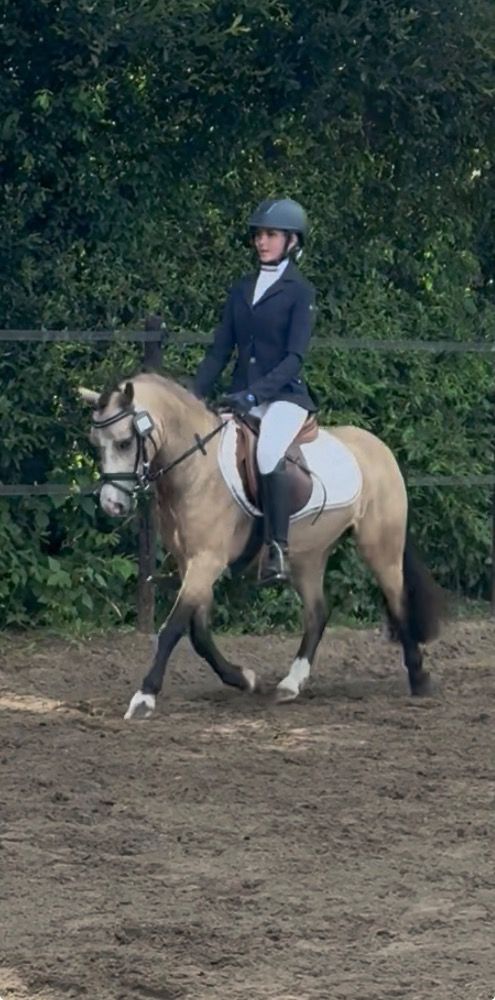 Bixie pony/Sport pony/Kids pony