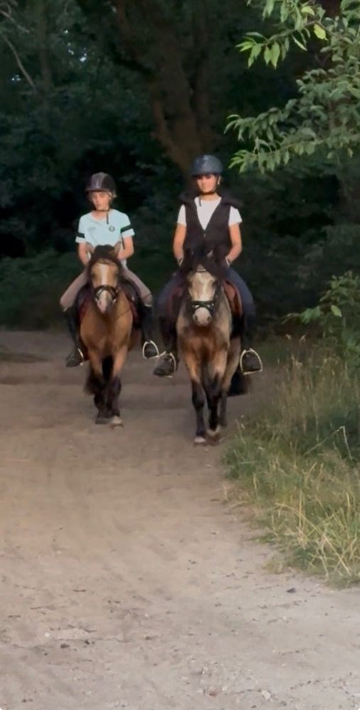 Welsh allround-pony Ruin 5 years old Andere for sale - Photo 6