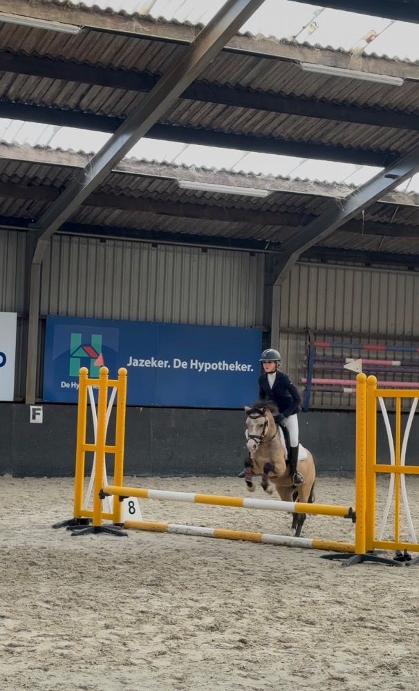 Welsh allround-pony Ruin 5 years old Andere for sale - Photo 4