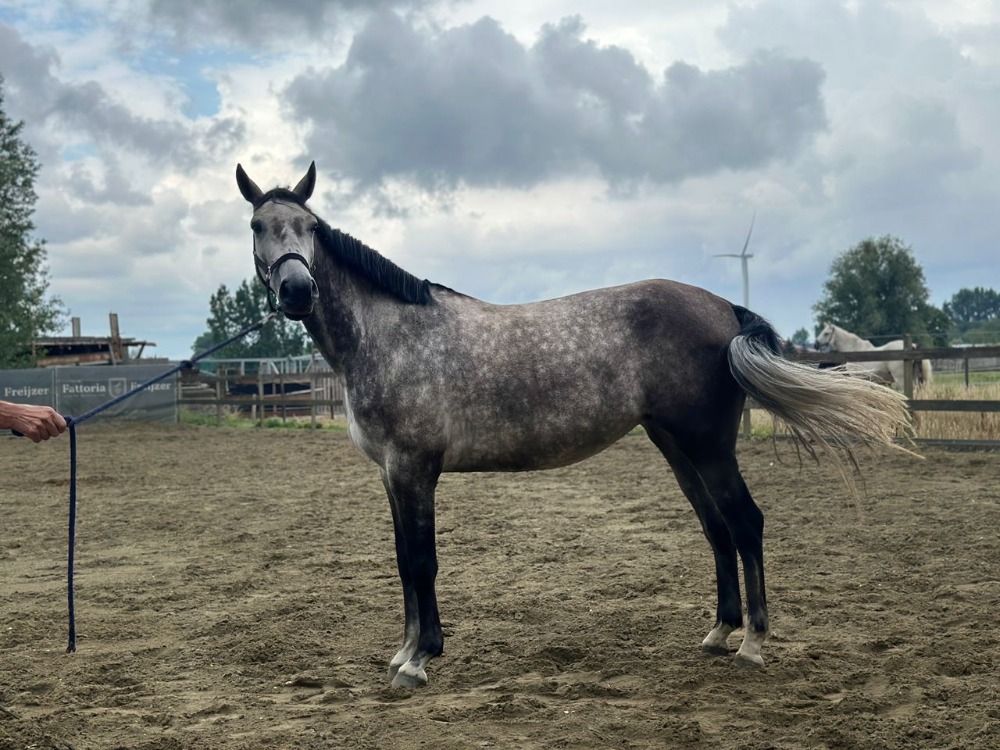 Tangela van ' t Laar . Mooie 7 jarige merrie