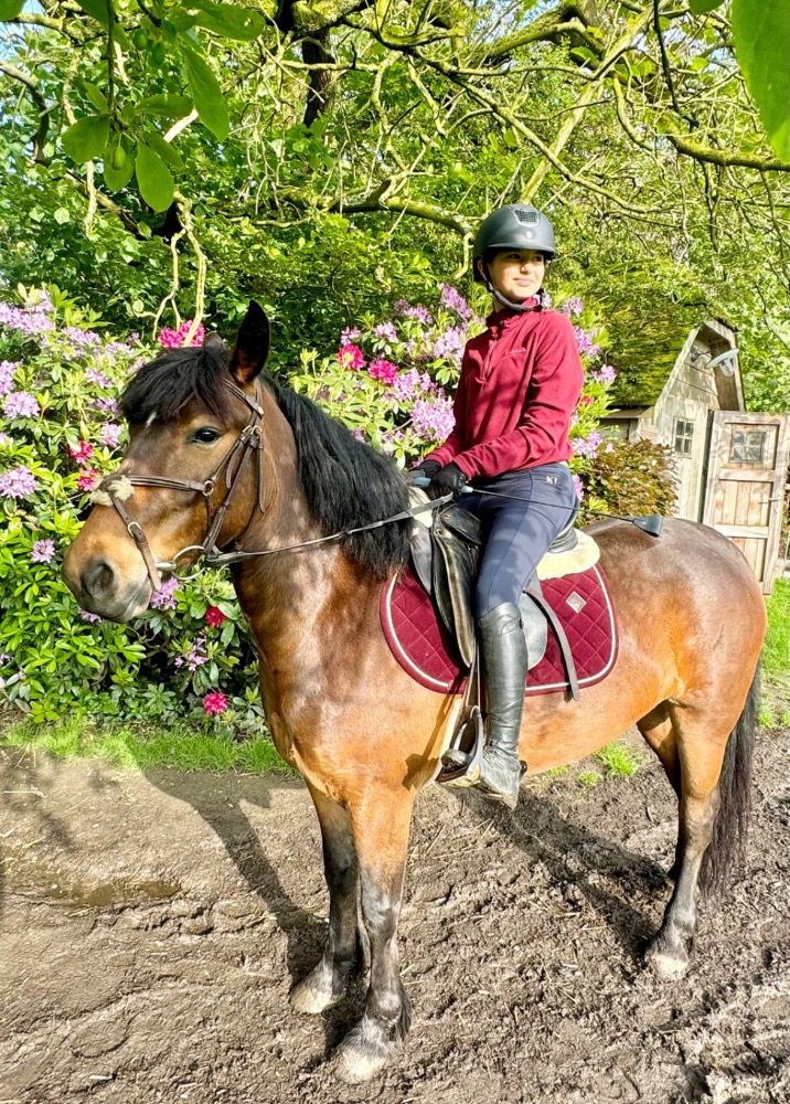 allround-pony Merrie 7 jaar Bruin te koop - Foto 3