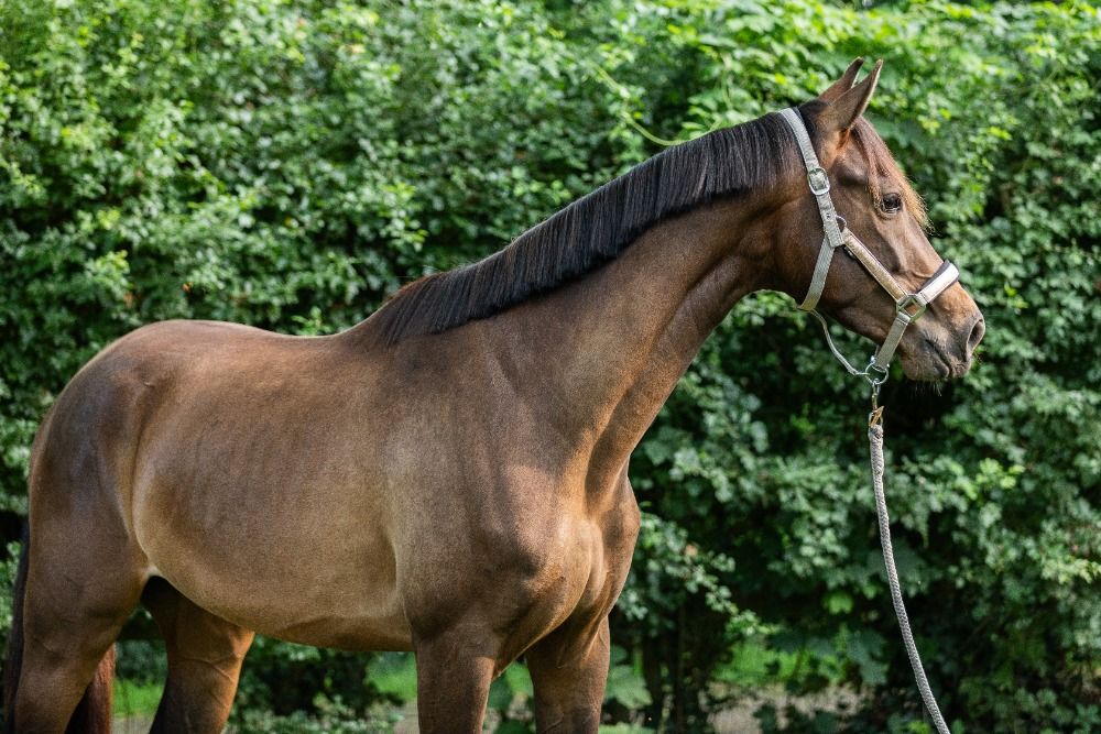 KWPN dressuurpaard Ruin 3 jaar Donkerbruin te koop - Foto 3