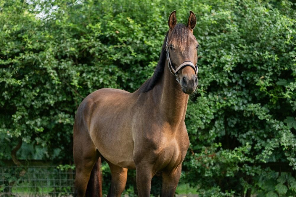 KWPN dressuurpaard Ruin 3 jaar Donkerbruin te koop - Foto 2